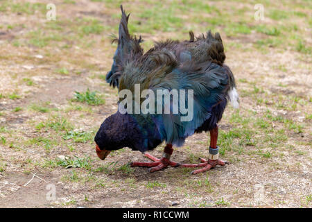 South Island Takahē (Porphyrio hochstetteri). Takahe is a native New Zealand bird, nationally vulnerable. Zealandia Urban Ecosanctuary, Wellington Stock Photo