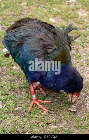 South Island Takahē (Porphyrio hochstetteri). Takahe is a flightless rail New Zealand bird, nationally vulnerable and conservation sanctuary dependent Stock Photo