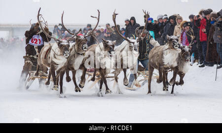 Iengra, Neryungri District, Yakutia, Russia. March 5, 2016 Racing reindeer on the celebration of the reindeer herders Stock Photo
