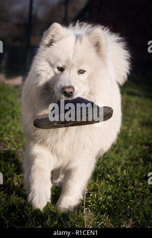 Samoyed slippers hotsell