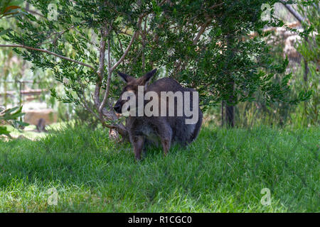 A wallaby in the Walkabout Australia section of the San Diego Zoo Safari Park, Escondido, CA, United States Stock Photo