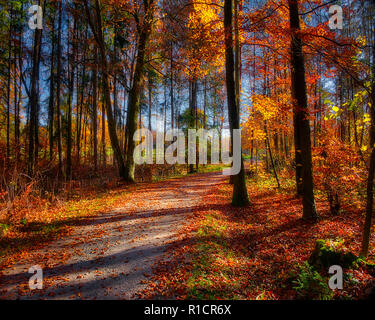 DE - BAVARIA: Autumnal forest path near the Moralt Alm, Bad Tölz  (HDR-Image) Stock Photo