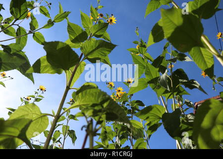 Jerusalem Artichokes or sunchokes growing in a garden Stock Photo