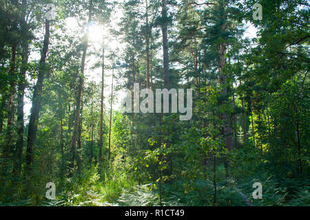 Overgrown mixed forest on sunny day. Sunlight in forest Stock Photo - Alamy
