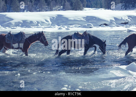 Horses cross the stormy mountain river in winter time. Stock Photo