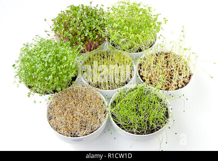 Sprouts in white bowls from above. Sprouting microgreens, shoots of alfalfa, Chinese cabbage, garlic, kale, lentils and radish in potting compost. Stock Photo