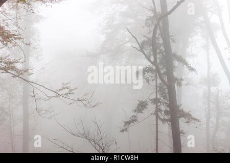 mysterious foggy autumn forest scary light background Stock Photo