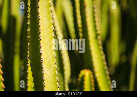 Many cactuses in the sun background Stock Photo