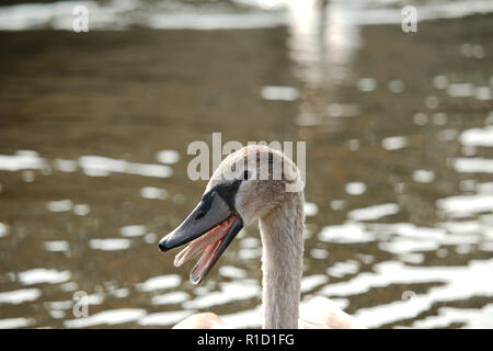 A close up of a swan cygnet with its mouth open showing his/her