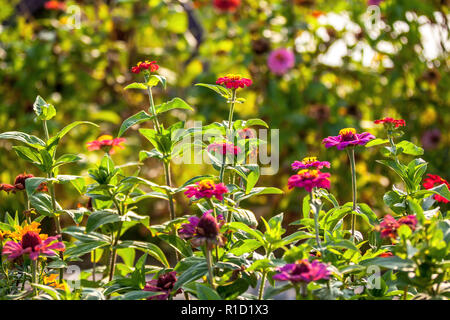 Colorful flowers in garden closeup Stock Photo