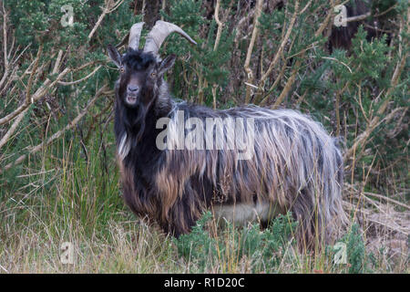 Wild Goats at Dundonnell, Wester Ross, Scotland, United Kingdom Stock Photo