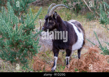 Wild Goats at Dundonnell, Wester Ross, Scotland, United Kingdom Stock Photo