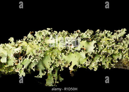 An example of Common Greenshield lichen, Flavoparmelia caperata, growing on an oak branch in the New Forest. Lichens are sensitive to air pollution. P Stock Photo