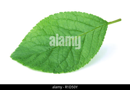 Plum leaf isolated on white Stock Photo
