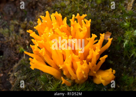 Yellow stagshorn fungi, Calocera viscosa, growing on a rotten tree stump in the New Forest in Hampshire England UK GB Stock Photo