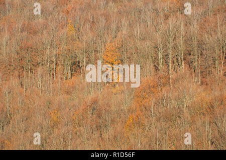 Colours of Autumn in November show in this wood largely consisting of beech trees, Fagus sylvatica, growing on slopes in North Dorset England UK GB Stock Photo
