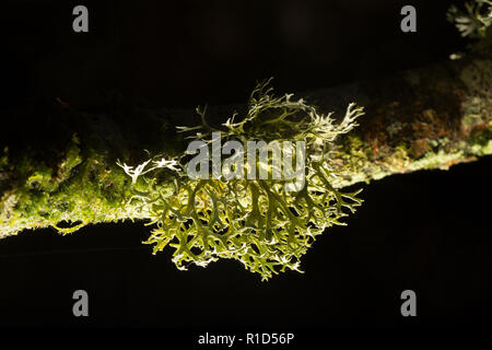 Oak moss, Evernia prunastri, growing on an oak branch in the New Forest. Oak moss is an example of a lichenised fungi. Lichens are very sensitive to a Stock Photo