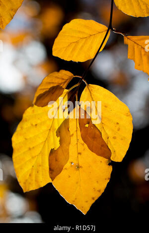 Beech leaves, Fagus sylvatica, in November autumn sunlight in the New Forest Hampshire England UK GB Stock Photo