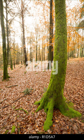 A moss-covered tree and fallen leaves in a deciduous woodland largely consisting of beech trees, Fagus sylvatica, in November in the New Forest Hampsh Stock Photo
