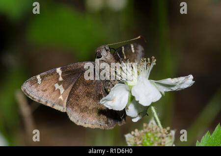 Southern Cloudywing, Cecropterus bathyllus, on blackberry, Rubus sp., blossom Stock Photo