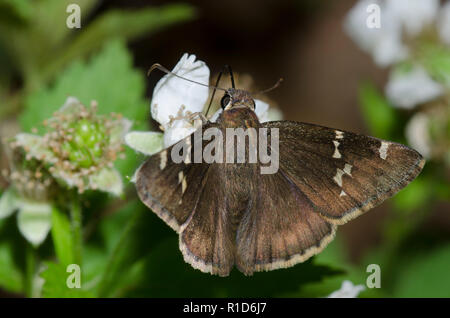 Southern Cloudywing, Cecropterus bathyllus, on blackberry, Rubus sp., blossom Stock Photo