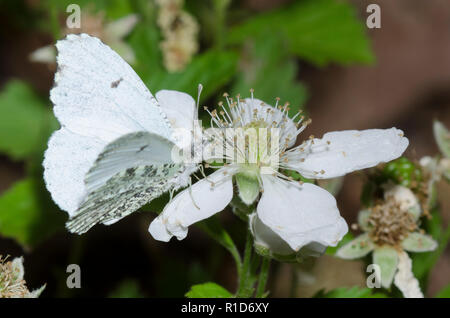 Falcate Orangetip, Anthocharis midea, female on blackberry, Rubus sp., blossom Stock Photo