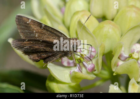 Confused Cloudywing, Cecropterus confusis, on green milkweed, Asclepias viridis Stock Photo