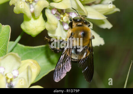 Eastern Carpenter Bee, Xylocopa virginica, on green milkweed, Asclepias viridis Stock Photo