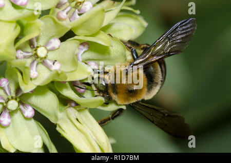 Eastern Carpenter Bee, Xylocopa virginica, on green milkweed, Asclepias viridis Stock Photo