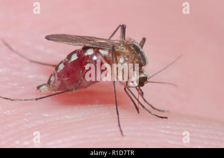 Mosquito, Family Culicidae, female biting human skin and getting