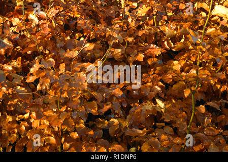 Beech hedge in winter coat Stock Photo