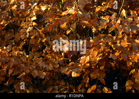 Beech hedge in winter coat Stock Photo