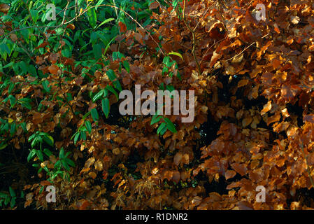 Beech hedge in winter coat Stock Photo