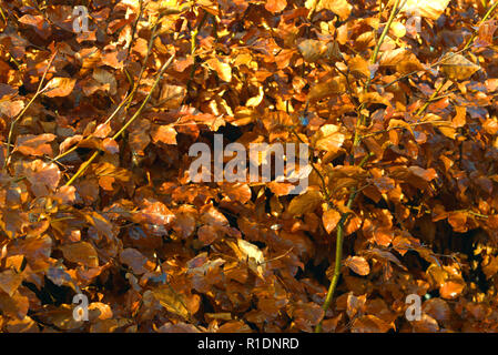 Beech hedge in winter coat Stock Photo