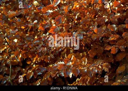 Beech hedge in winter coat Stock Photo