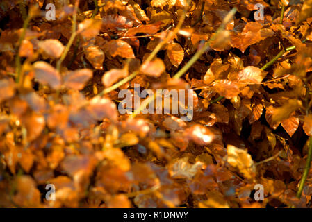 Beech hedge in winter coat Stock Photo