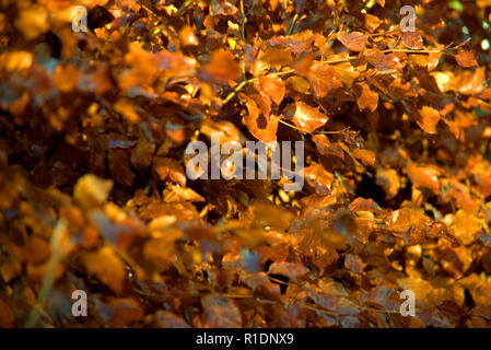 Beech hedge in winter coat Stock Photo