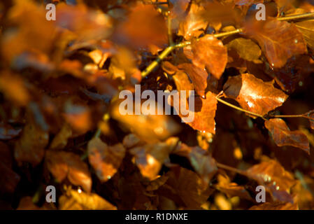 Beech hedge in winter coat Stock Photo