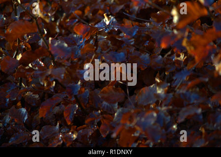 Beech hedge in winter coat Stock Photo