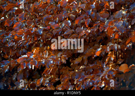 Beech hedge in winter coat Stock Photo