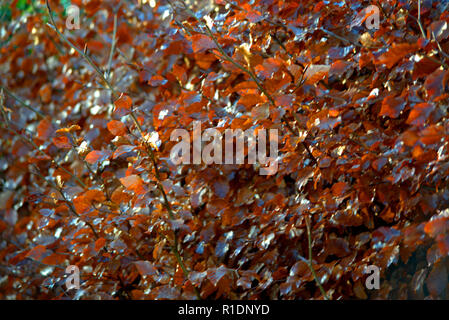 Beech hedge in winter coat Stock Photo