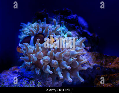 Sea anemone in a dark blue water of aquarium. Tropical marine life background. Stock Photo
