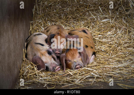 Three Little Pigs - three Gloucester Old Spot piglets cuddle up together in the straw in their sty on a local farm Stock Photo