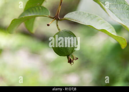 Green Small Guava fruit on tree and green leaf Stock Photo