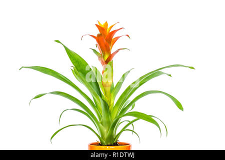 Blooming orange bromeliad flower with green leaves close-up isolated on white background Stock Photo