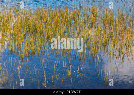 Reed in water, Shetland, UK Stock Photo
