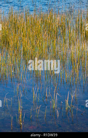 Reed in water, Shetland, UK Stock Photo
