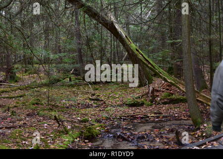 Broken tree,leaning against other trees,covered in moss,with a fresh covering of autumn leaves on the forest floor. Taken in October, at Iargo Springs Stock Photo