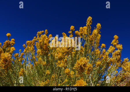 beautiful yellow flowers against the blue sky