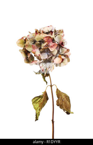 Wilted hydrangea flower and foliage isolated against white Stock Photo